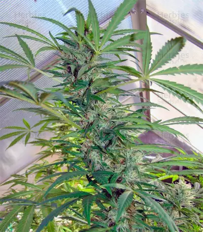 Skunk #11 Seeds