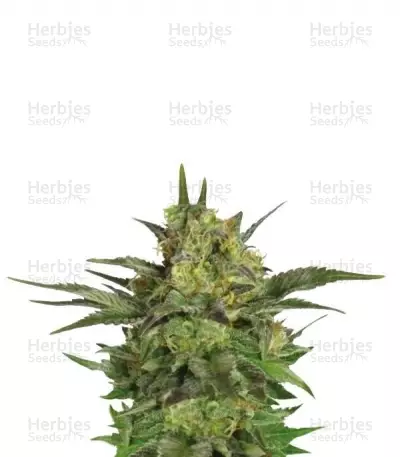 Buy Haze Berry feminized seeds