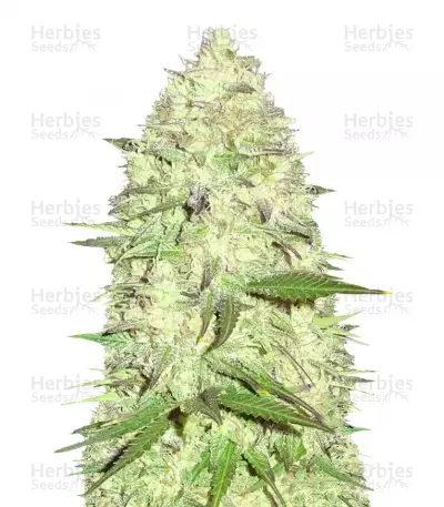 Buy Maya Gold feminized seeds