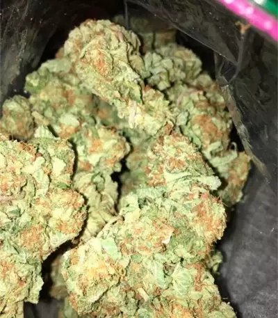 Afghan Cow Seeds