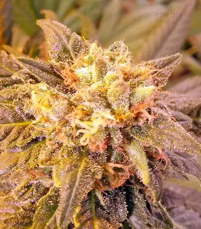 Afghan Kush feminized seeds