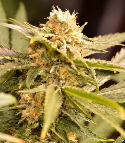 Black Dream Seeds