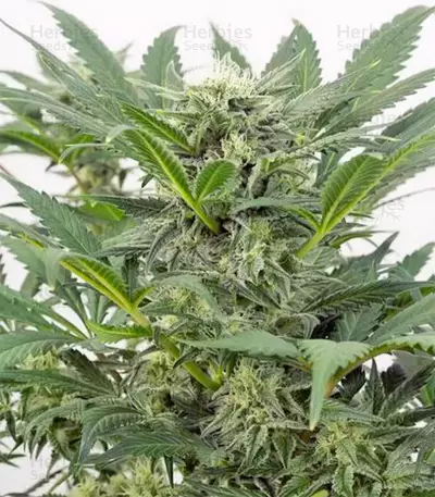 Graines de cannabis Dinamex Autoflowering (Dinafem Seeds)