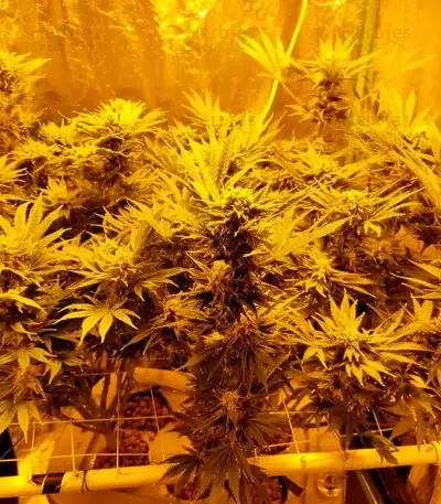 Northern Lights (00 Seeds)