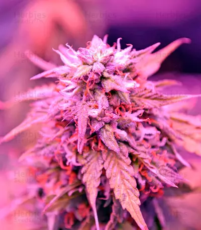 Auto Northern Lights Seeds (00 Seeds)
