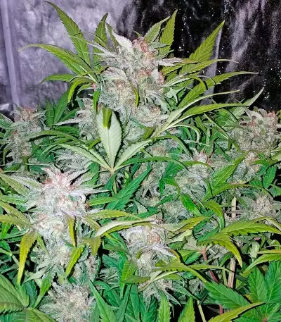 Blue Dream Auto (Humboldt Seeds Organization)