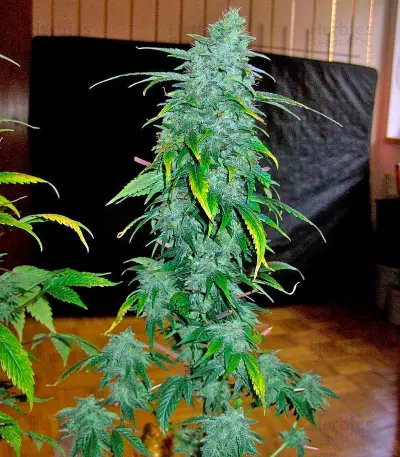 Ganesh regular (Mandala Seeds)