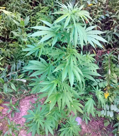 Kannabia Special (Big Bull) Seeds