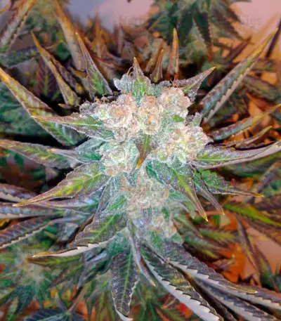 Master Kush (Dutch Passion)