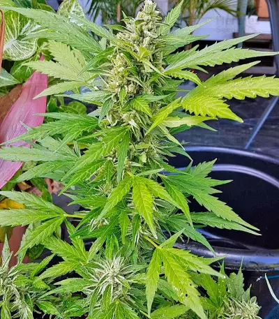 Original Amnesia Autoflowering Seeds