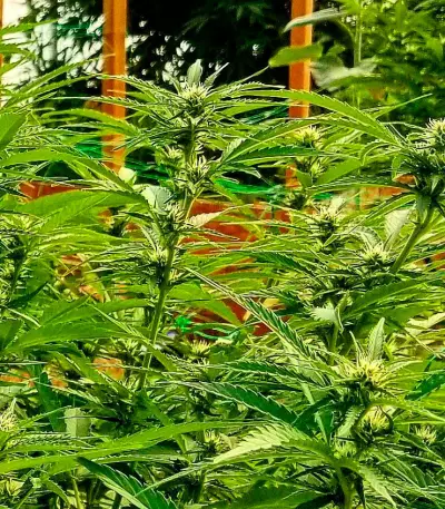 Russian Snow feminized seeds