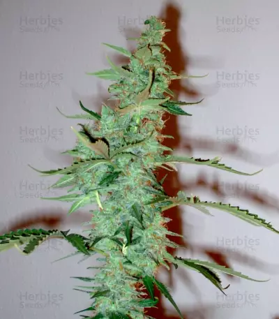 Supersonic Cristal Storm Auto Seeds