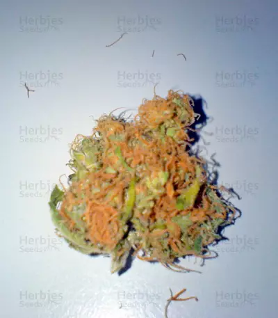 Star 47 feminized seeds