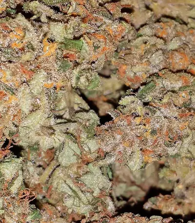 Semi di White Widow Auto Fem (Vision Seeds)