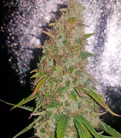 White Widow Autoflowering feminized seeds