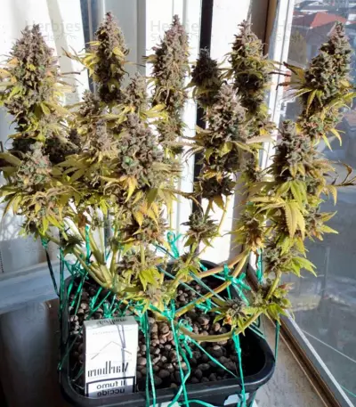 Big Foot feminized seeds
