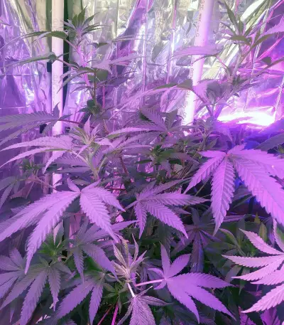 Eleven Roses Seeds (Delicious Seeds)