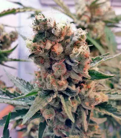 Green Poison Seeds
