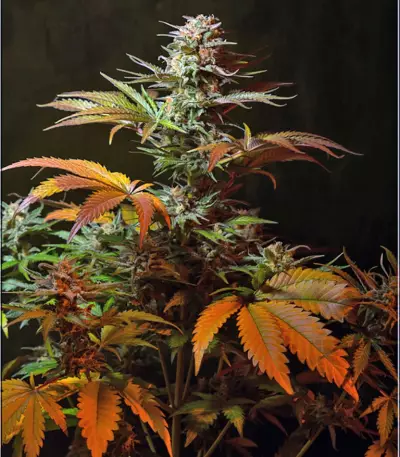 Jack 47 F1 Fast Version Seeds