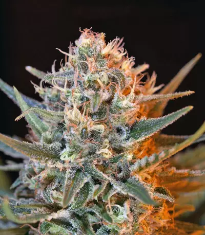 Jack 47 F1 Fast Version Seeds