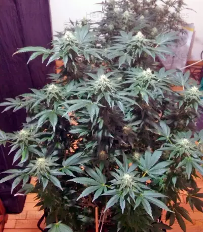 Graines de cannabis Kaia Kush (GHS)
