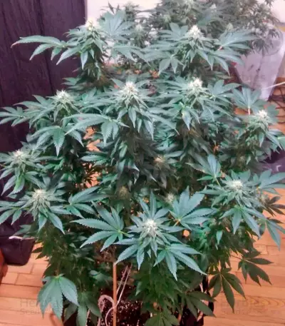 Graines de cannabis Kaia Kush (GHS)