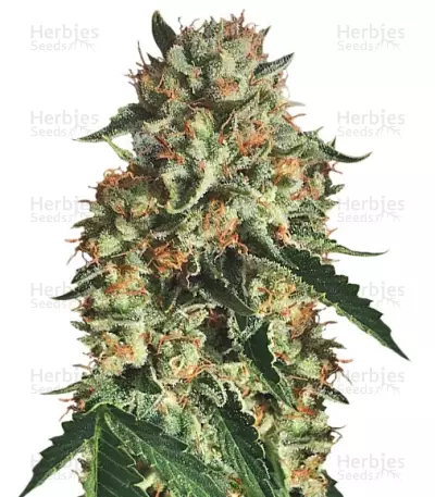 Sapphire OG (Humboldt Seeds) Cannabis-Samen