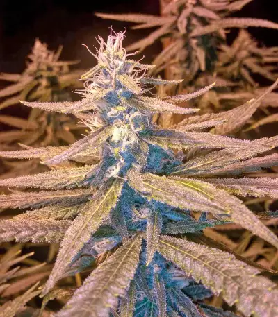 Amherst Sour Diesel (Humboldt Seeds Organization)