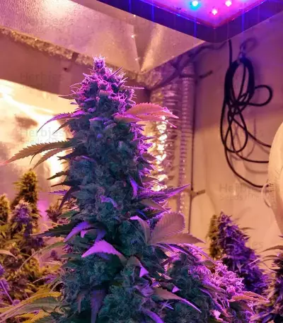 Strawberry Cake Seeds