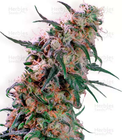 Super Haze Seeds