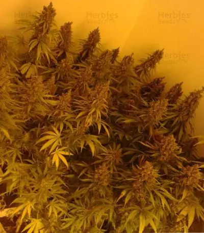 Amnesia Seeds (Vision Seeds)