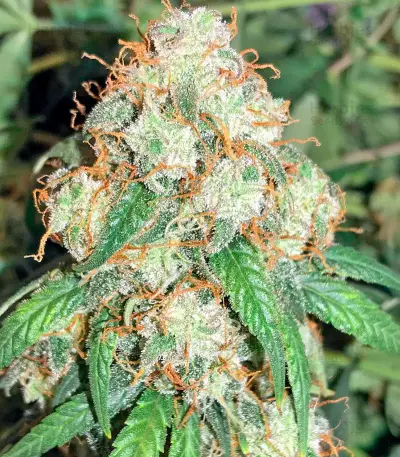 Auto Bubble Gum Seeds
