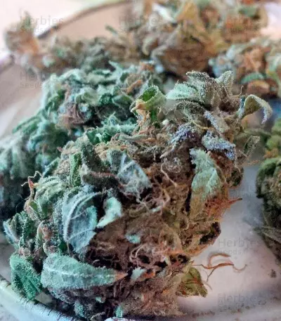 Auto Purple strain