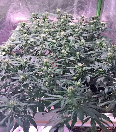 Blackberry feminized seeds