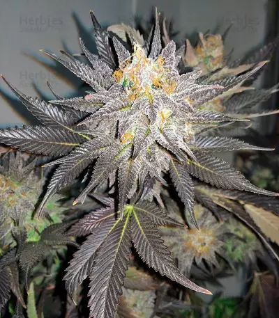 Blue Velvet feminized seeds