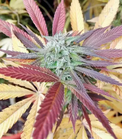 Bubba Kush feminized seeds (Dinafem Seeds)