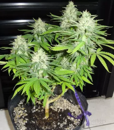 BubbleGummer (Female Seeds)
