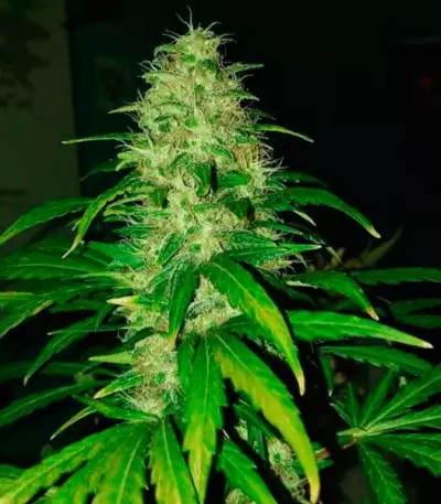Cotton Candy Kush feminized seeds