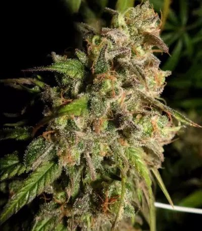 Cannatonic Seeds