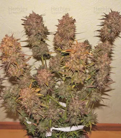 Crystal METH Auto Seeds