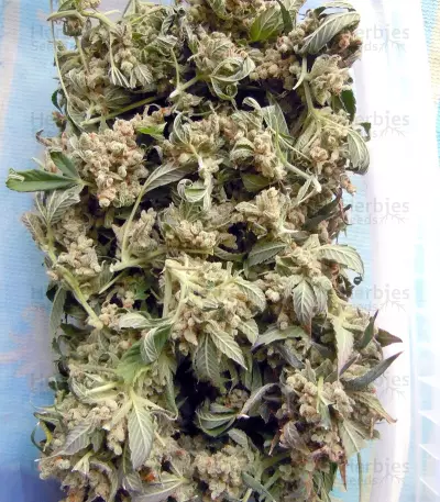 Laughing Buddha feminized seeds