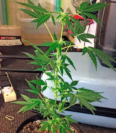 Moby Dick Autoflowering feminized seeds