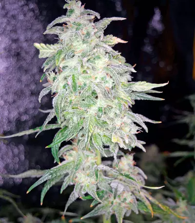 Moby Dick XXL strain