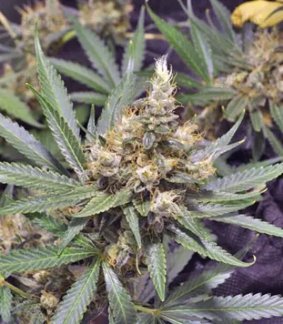 Violator Kush feminized seeds