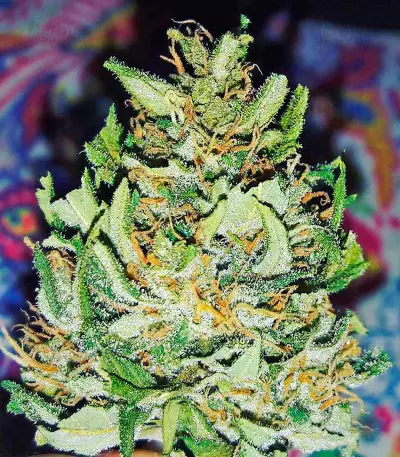 White Widow (00 Seeds)