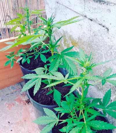 White Widow (00 Seeds)