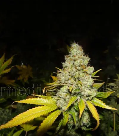 White Widow feminized seeds (Medical Seeds)