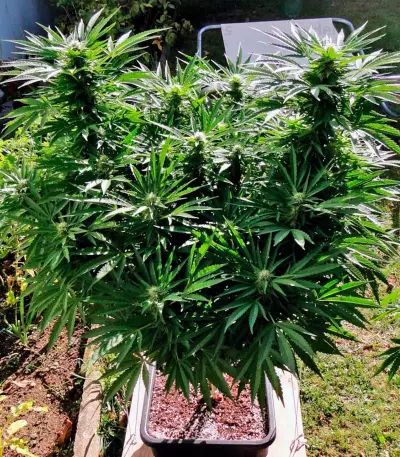Semillas feminizadas Black Jack Auto (Sweet Seeds)