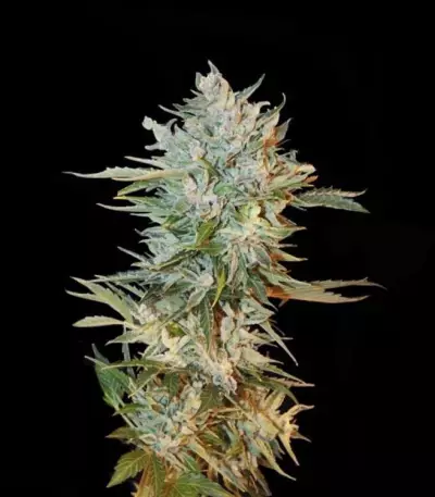 Haze Gom Auto feminized seeds