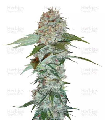Graines de cannabis Big Bud regular (Sensi Seeds)